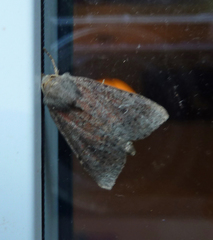 Parastichtis suspecta