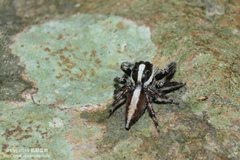 Pancorius crassipes