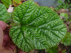 Rubus tricolor