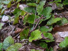 Rubus tricolor