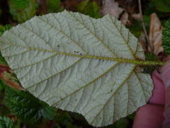 Rubus tricolor