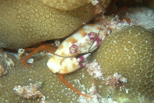 Carupa tenuipes observed 2025-01-24