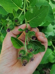 Arctium minus