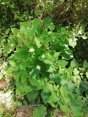 Arctium minus