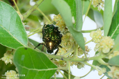 Protaetia orientalis