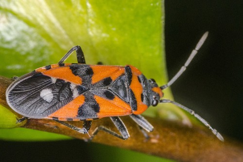 Black-and-Red Bug, photo 3 of 7