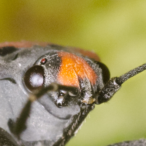 Black-and-Red Bug, photo 2 of 7