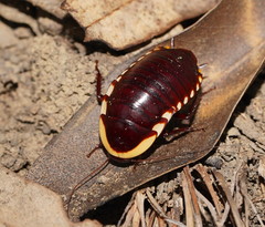 Cosmozosteria bicolor