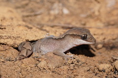 Diplodactylus vittatus