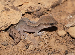 Diplodactylus vittatus