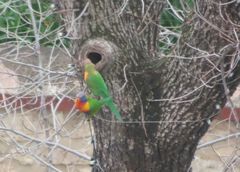 Trichoglossus moluccanus