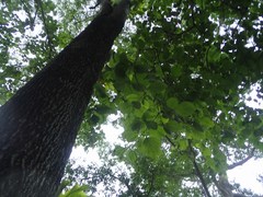 Terminalia phillyreifolia