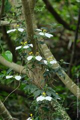 Mussaenda pubescens