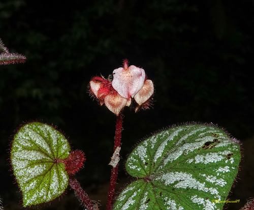 Begonia scintillans