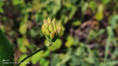 Foto de Corda-de-viola