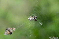 Cyclosa argenteoalba