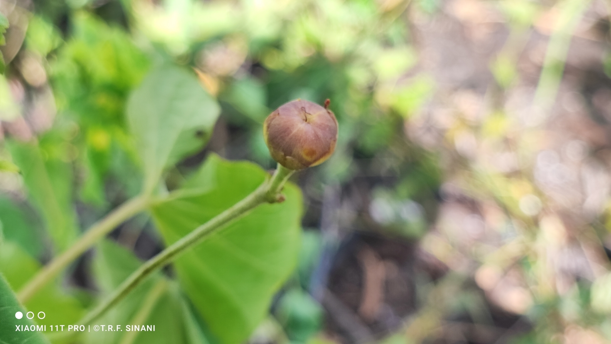 Imagem de Corda-de-viola