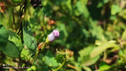Foto de Corda-de-viola