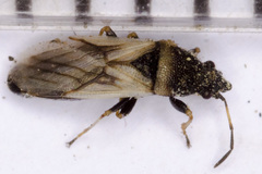 Metopoplax fuscinervis