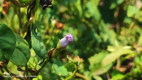 Foto de Corda-de-viola