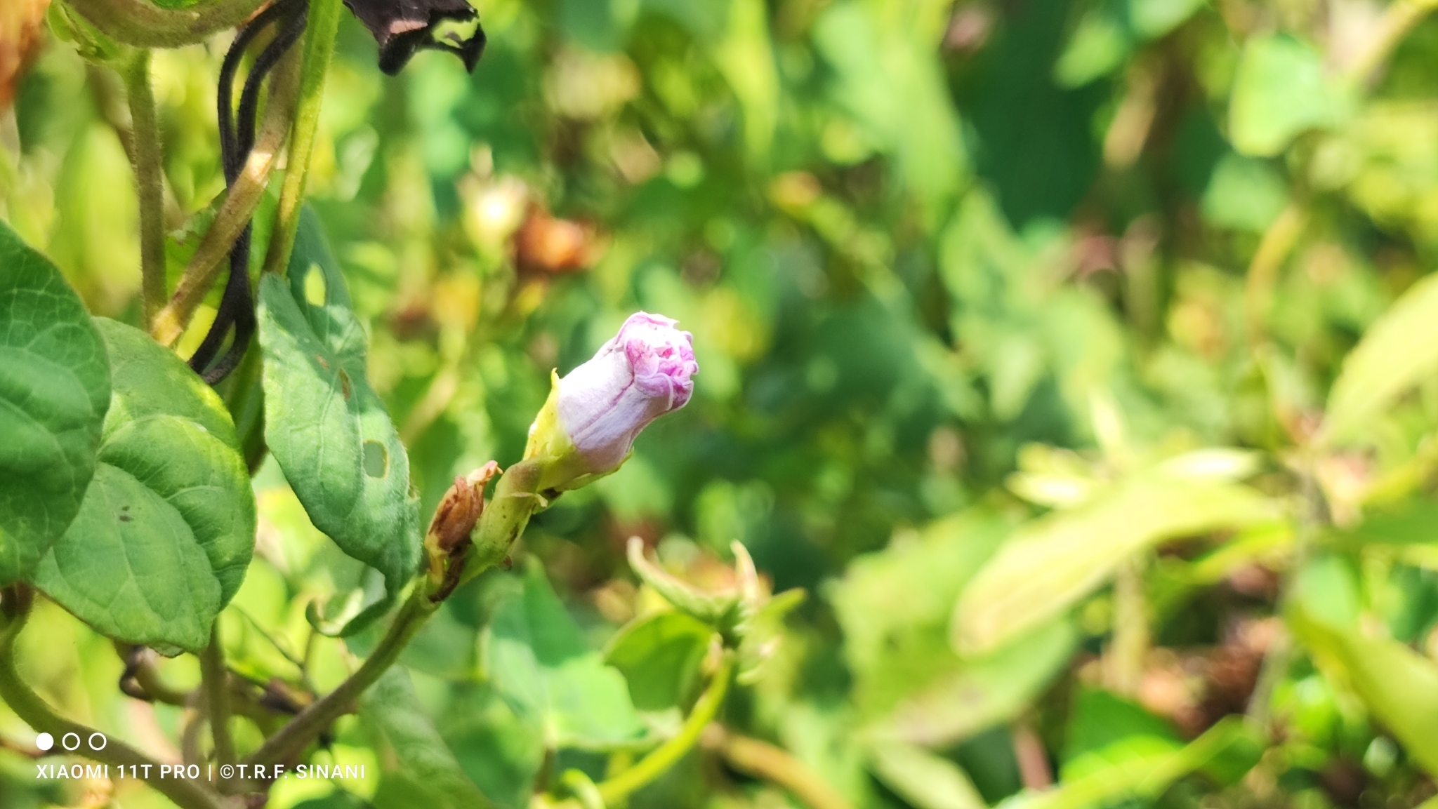 Imagem de Corda-de-viola