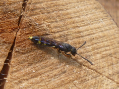 Monosapyga clavicornis