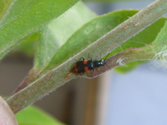 Anthocomus fasciatus