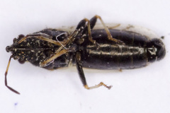 Metopoplax fuscinervis