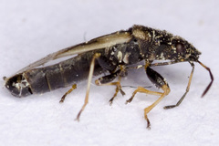 Metopoplax fuscinervis