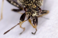 Metopoplax fuscinervis