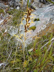 Aciphylla hookeri