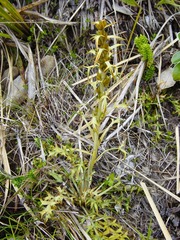 Aciphylla hookeri