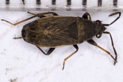 Peritrechus geniculatus