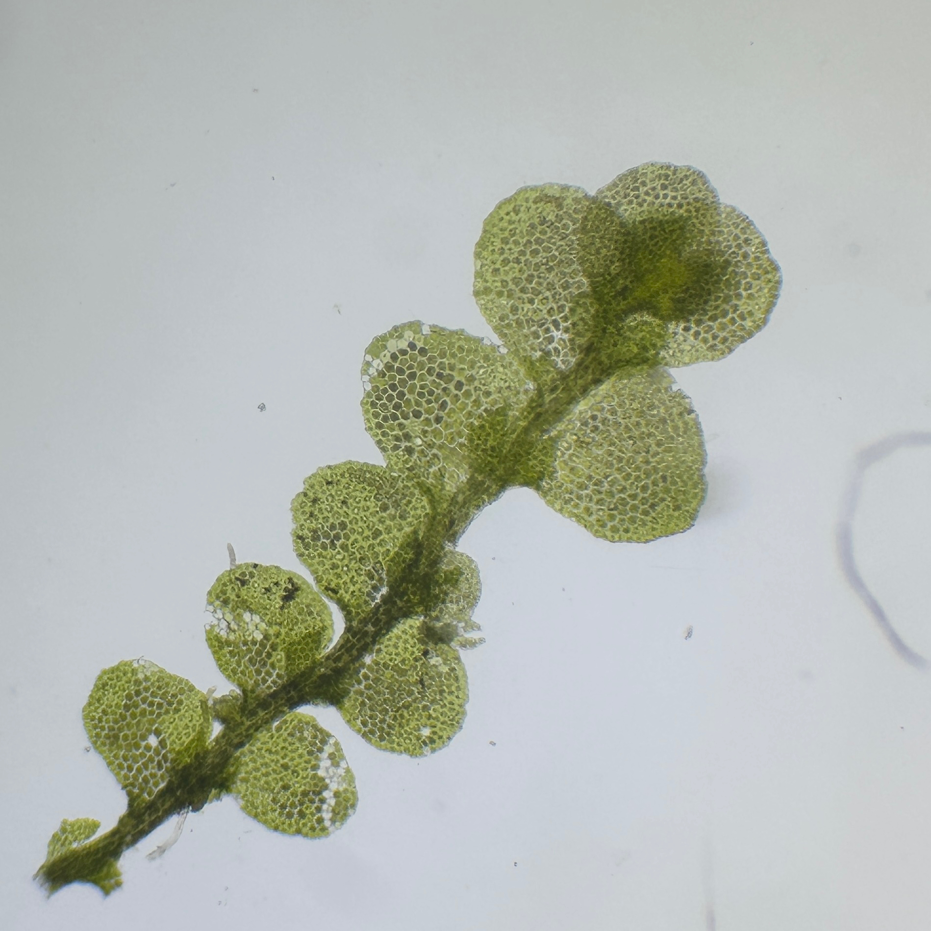 Lejeunea adpressa