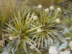 Celmisia armstrongii