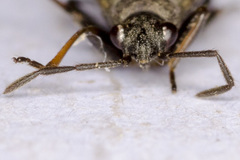 Peritrechus geniculatus