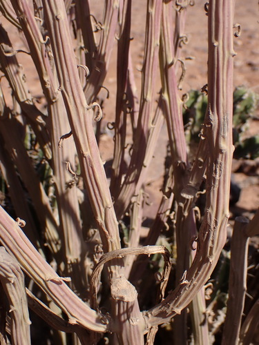 Image of Kleinia anteuphorbium by (c) Milan Chytrý, some rights reserved (CC BY)