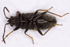 Peritrechus geniculatus