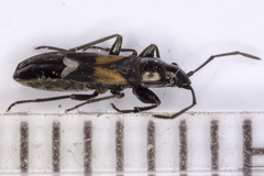 Pterotmetus dimidiatus