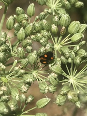 Deraeocoris schach