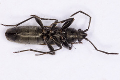 Pterotmetus dimidiatus