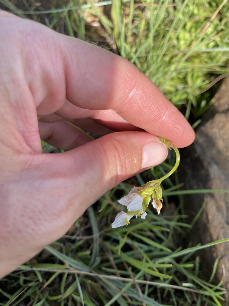 Schizochilus flexuosus