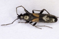 Pterotmetus dimidiatus