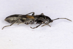 Pterotmetus dimidiatus