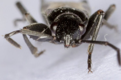 Pterotmetus dimidiatus