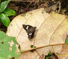 Notocrypta feisthamelii