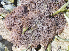 Vertebrata lanosa