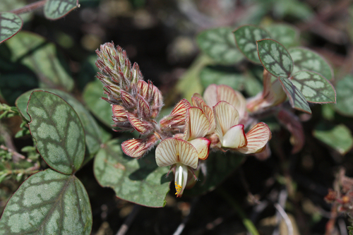 Onobrychis venosa (Desf.) Desv.