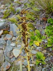 Aciphylla hookeri