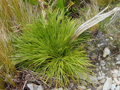 Aciphylla indurata